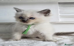 Ragdoll cats for sale: Irresistable Blue Mitted Ragdoll Kittens🙀😻🙀 - Image 14