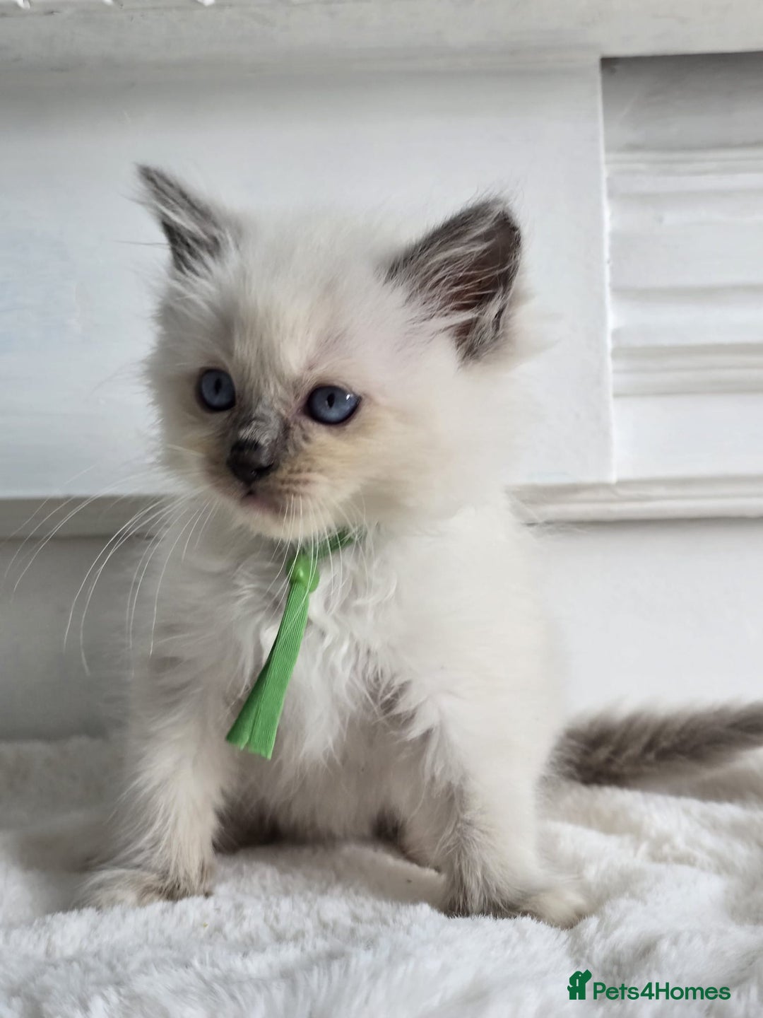 Ragdoll cats for sale: Irresistable Blue Mitted Ragdoll Kittens🙀😻🙀 - Image 14