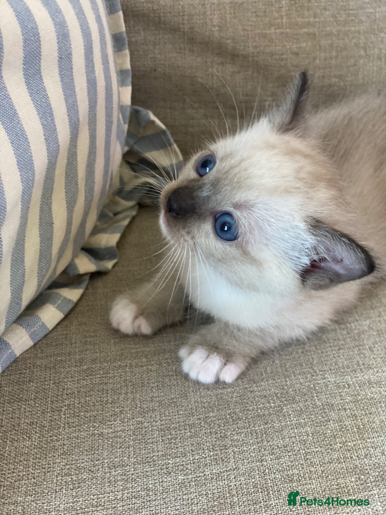 Mixed Breed cats Tonkinese x Ragdoll - Advert 1