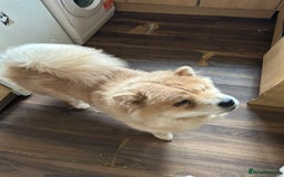 Chow Chow dogs for sale: 2 female chow chow  - Image 1