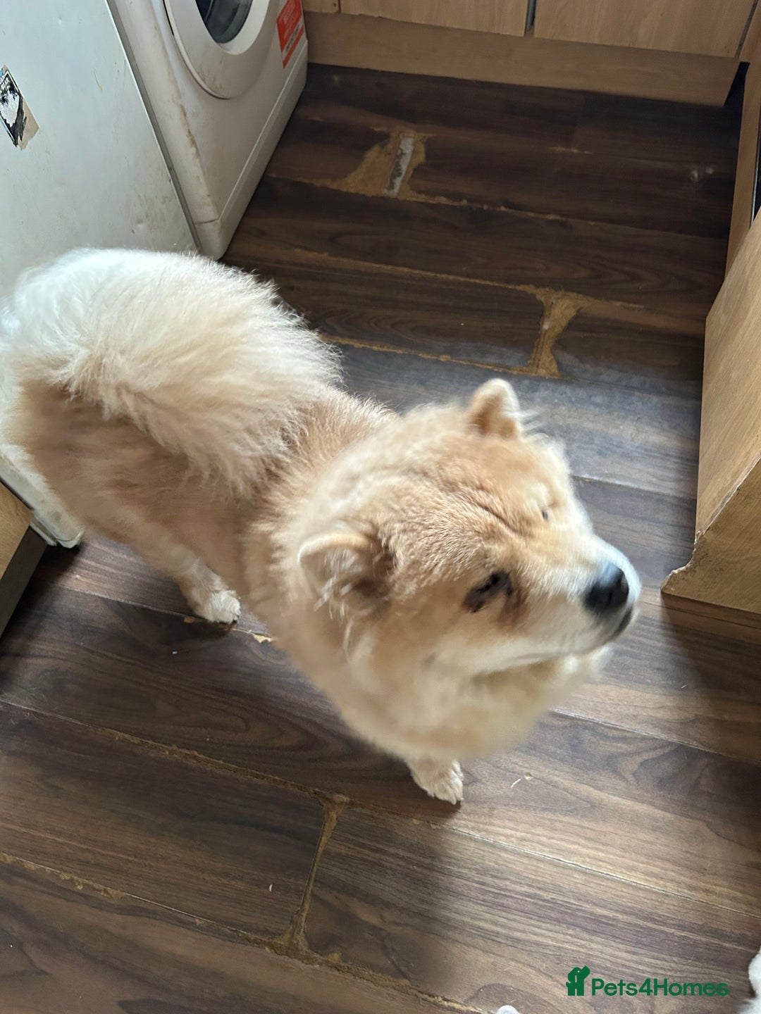 Chow Chow dogs for sale: 2 female chow chow  - Image 1
