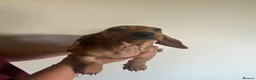 Miniature Dachshund dogs for sale: Stunning miniature dachshund boy  - Advert 2