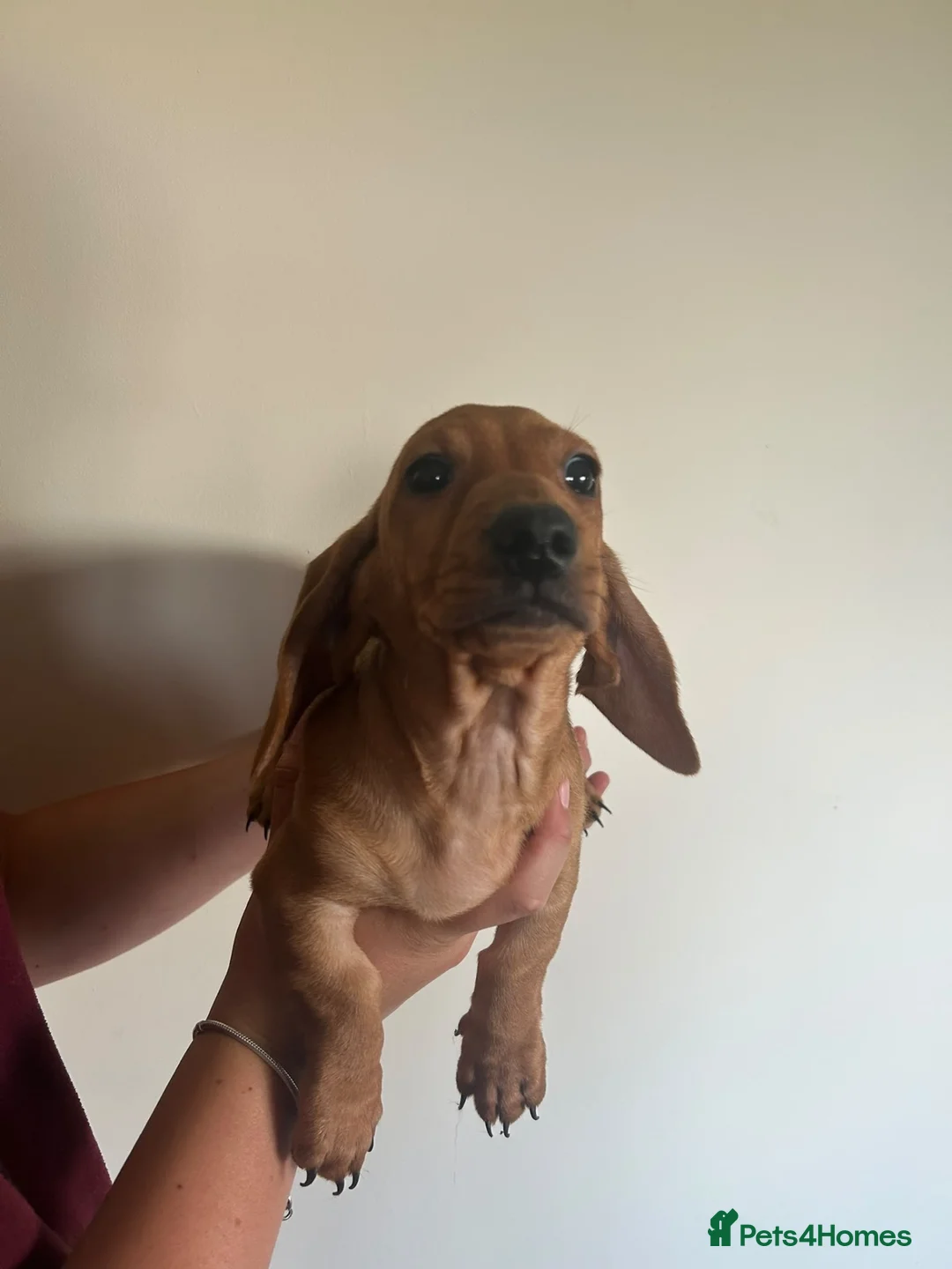 Miniature Dachshund dogs for sale: Stunning miniature dachshund boy  - Advert 2