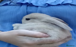 Mini Lop rabbits for sale: 4 Pure bred Mini Lop Rabbits *FOR SALE* 🥰 - Image 16