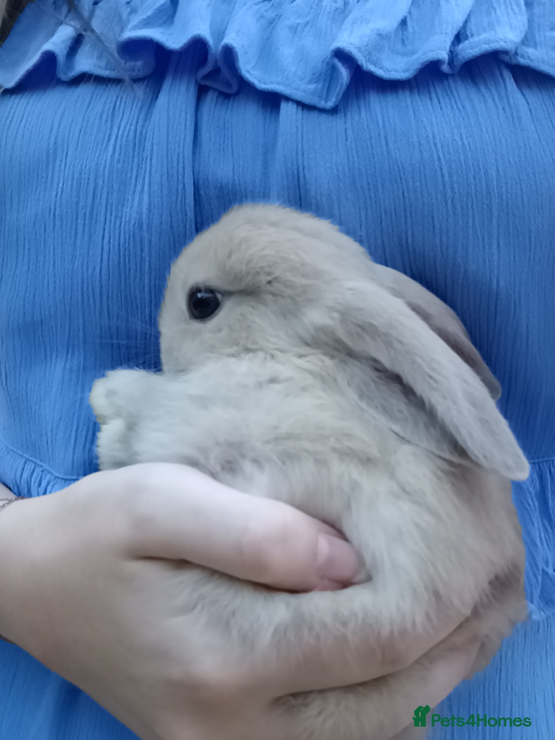 Mini Lop rabbits for sale: 4 Pure bred Mini Lop Rabbits *FOR SALE* 🥰 - Image 16