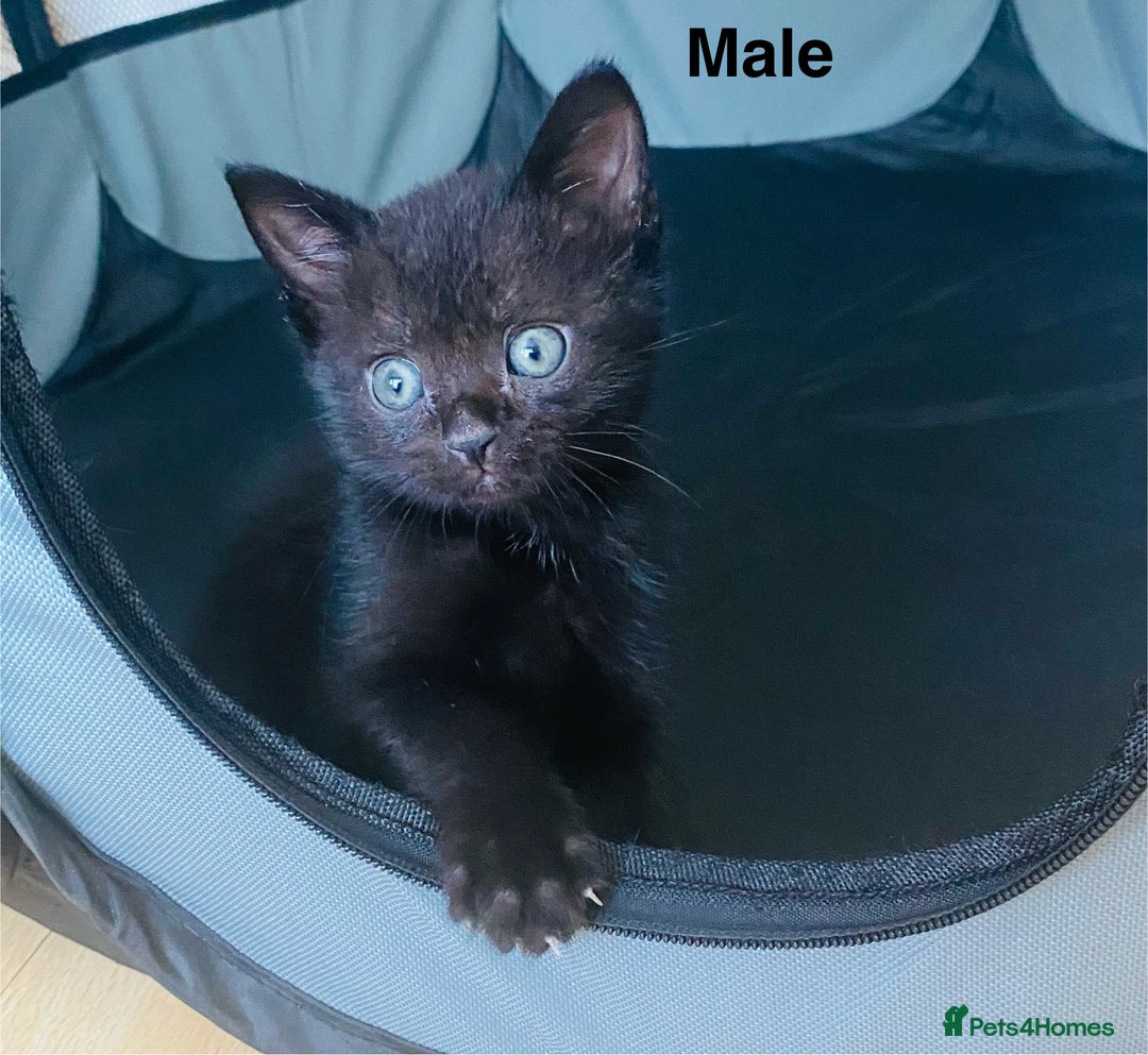 Scottish Fold cats for sale: Adorable 8 weeks old Scottish fold kittens! - Image 8