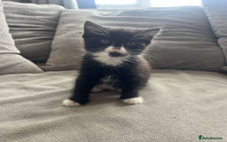 Mixed Breed cats for sale: Black female kitten  - Image 1
