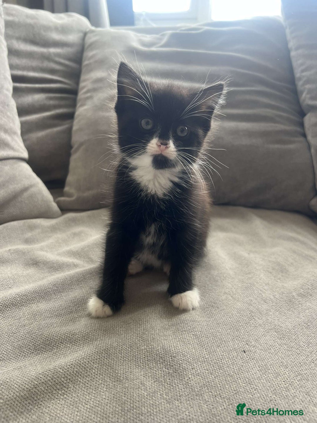 Mixed Breed cats for sale: Black female kitten  - Image 1