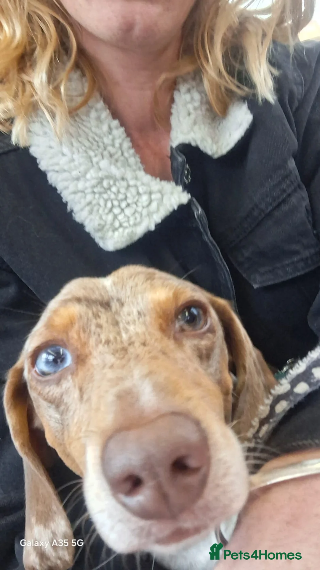 Dachshund dogs for stud: Blue eyed Merle dachshund  - Advert 2