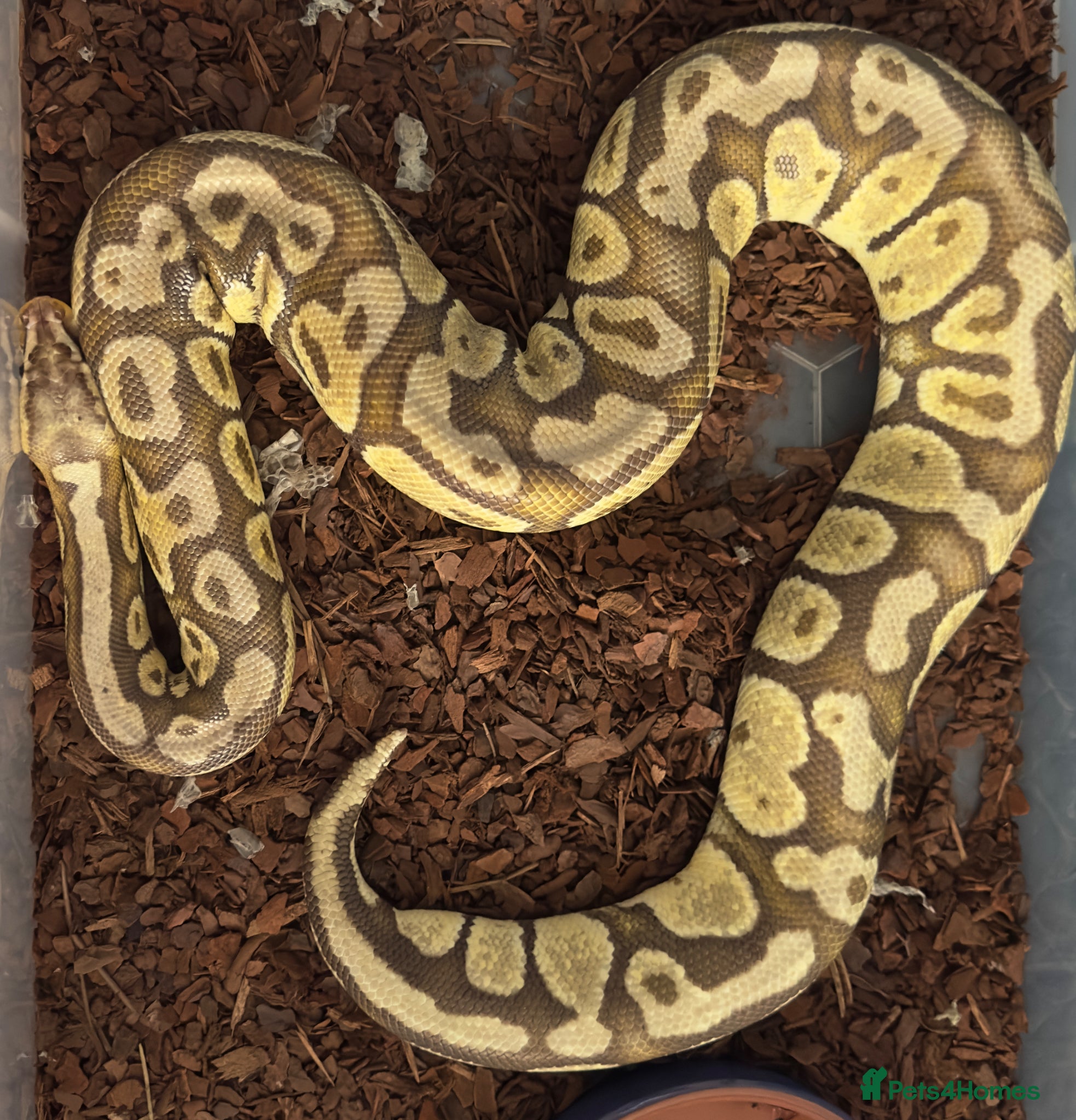 Python Snake reptiles Banana enchi 66% het pied Female ball python 🐍 - Advert 1