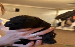 Cockapoo dogs for sale: Stunning litter of cockapoos  - Advert 3