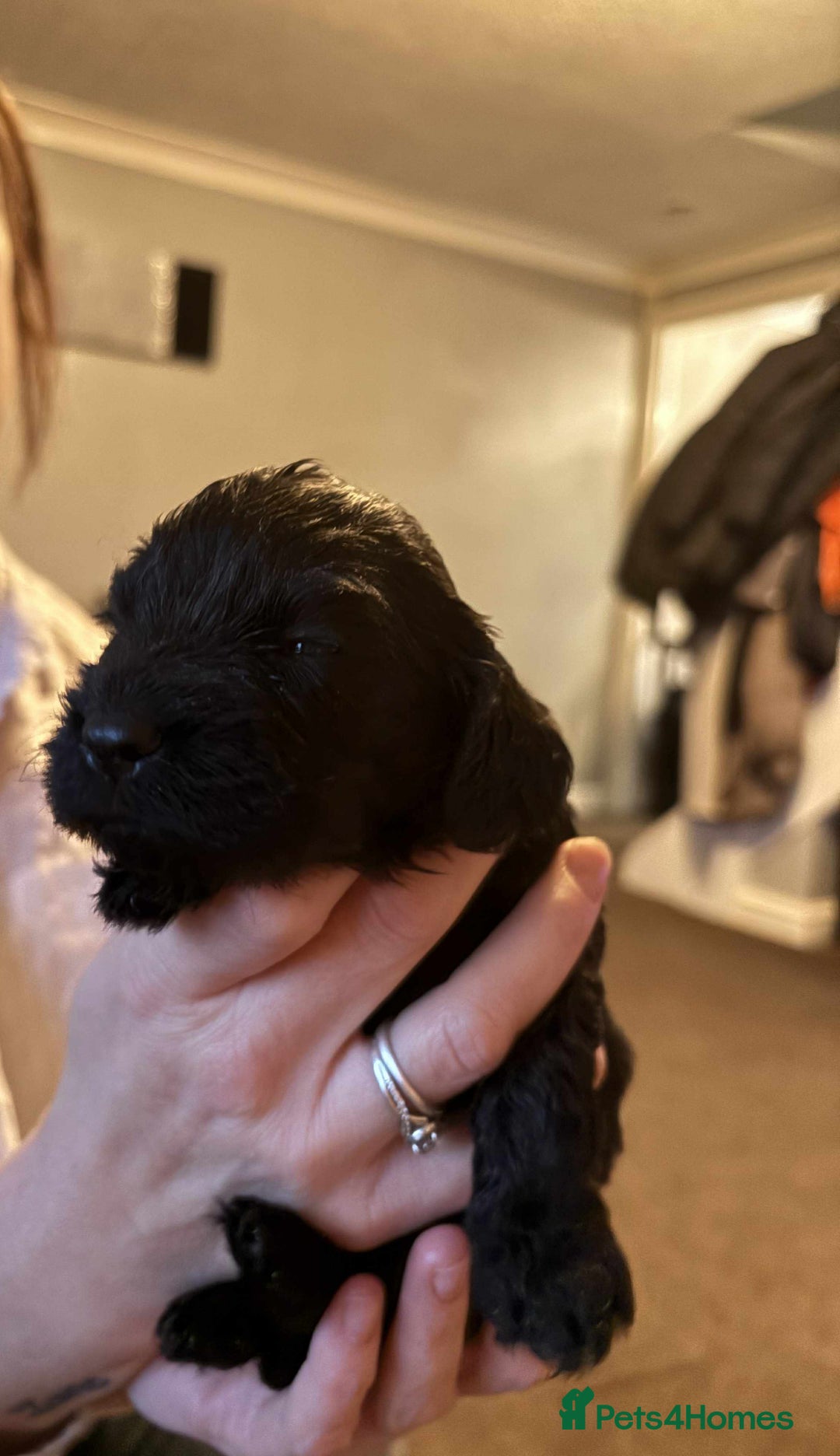 Cockapoo dogs for sale: Stunning litter of cockapoos  - Advert 3