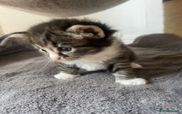Egyptian Mau cats for sale: Egyptian mau kittens  - Image 9