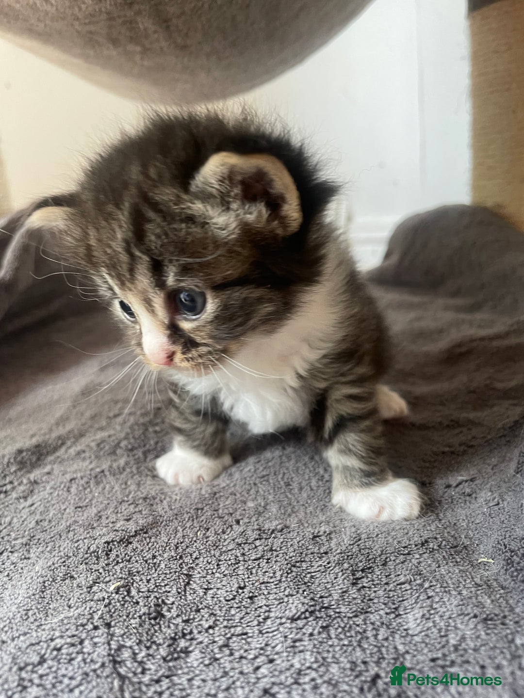 Egyptian Mau cats for sale: Egyptian mau kittens  - Image 9