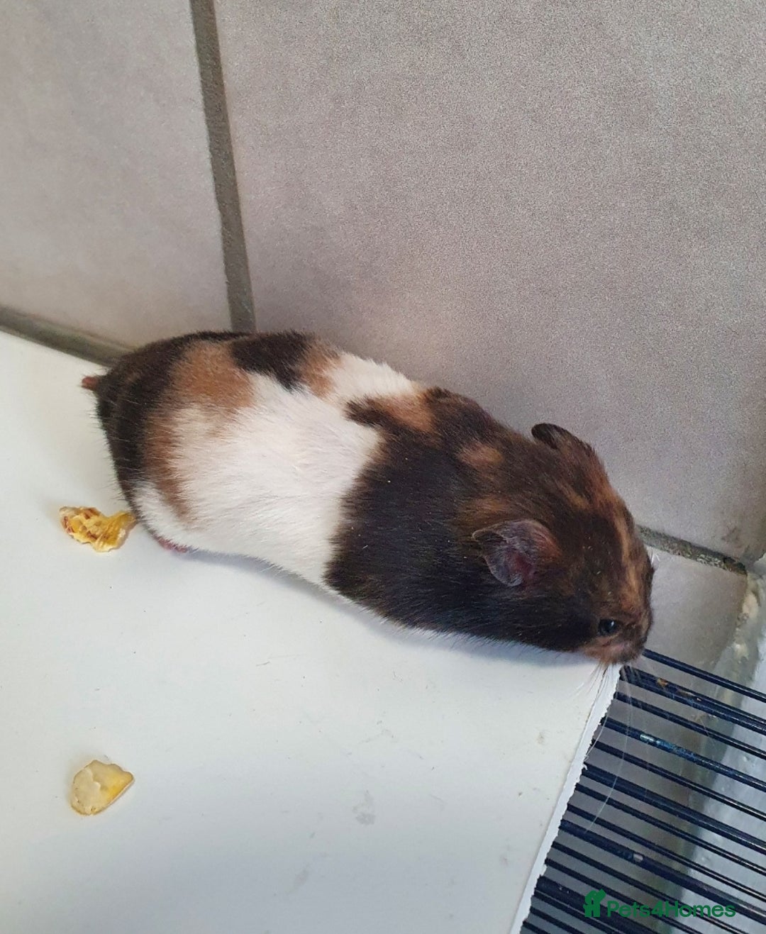 Hamster rodents for sale: Sirian hamsters for sale - Image 1