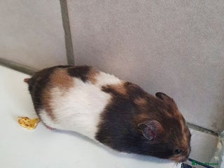 Hamster rodents - Advert 17