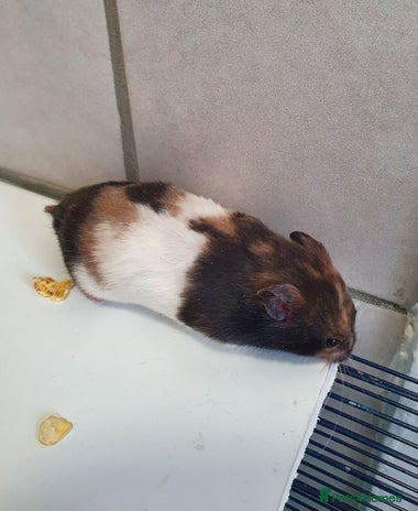 Hamster rodents - Advert 1