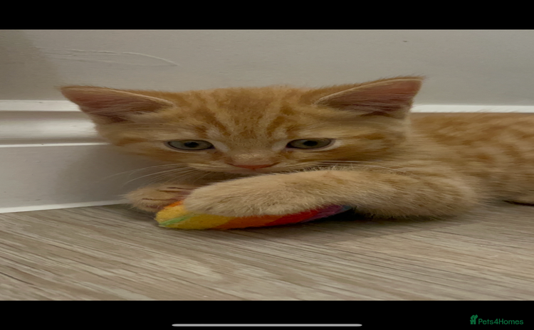 British Shorthair cats - Advert 8