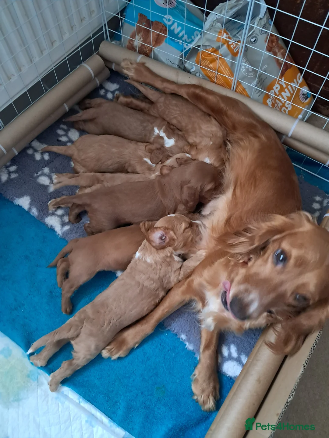 Cockapoo dogs for sale: F1B Red and fox red cockapoo litter - Advert 3