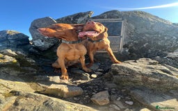 Hungarian Vizsla dogs for stud:   *Proven Stud* Son of Hungarian Grand Champion in Workington - Image 5