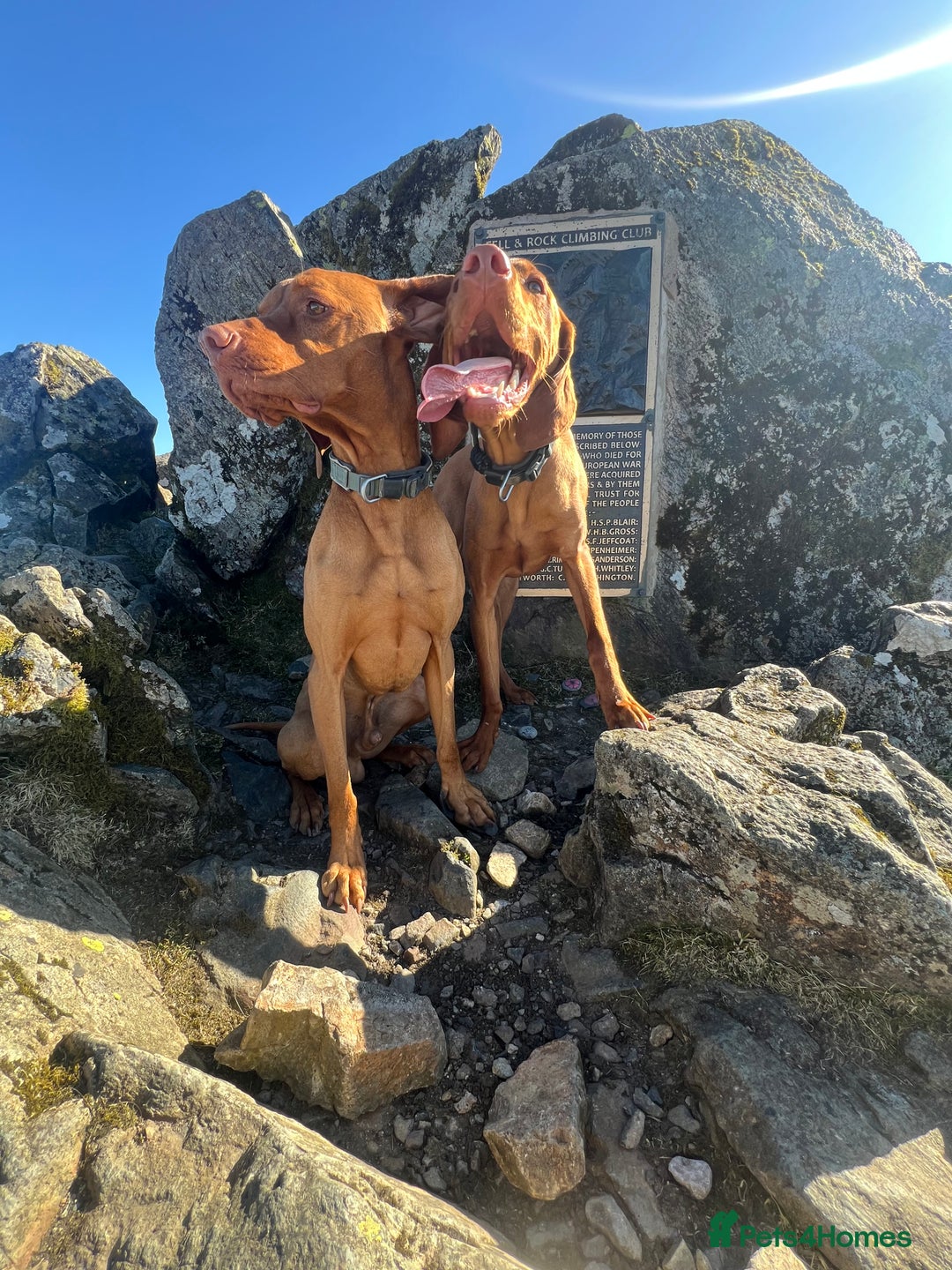 Hungarian Vizsla dogs for stud:   *Proven Stud* Son of Hungarian Grand Champion in Workington - Image 5