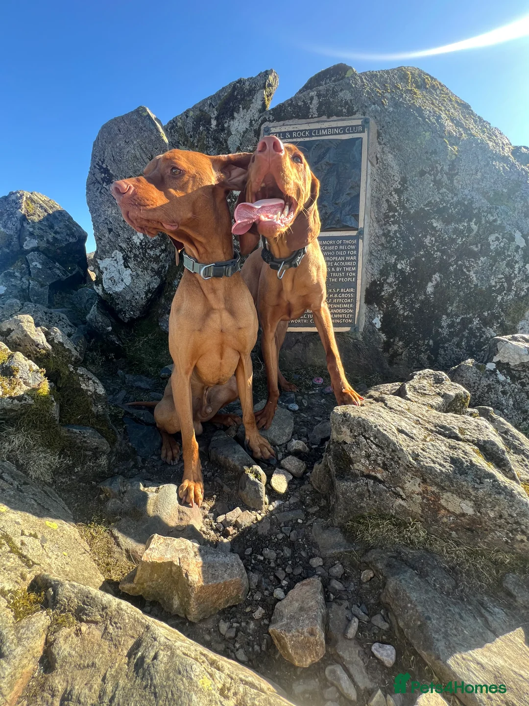 Hungarian Vizsla dogs for stud:   *Proven Stud* Son of Hungarian Grand Champion - Advert 8