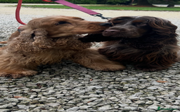 Cocker Spaniel dogs for sale: Litter of show type cocker spaniels  - Image 1