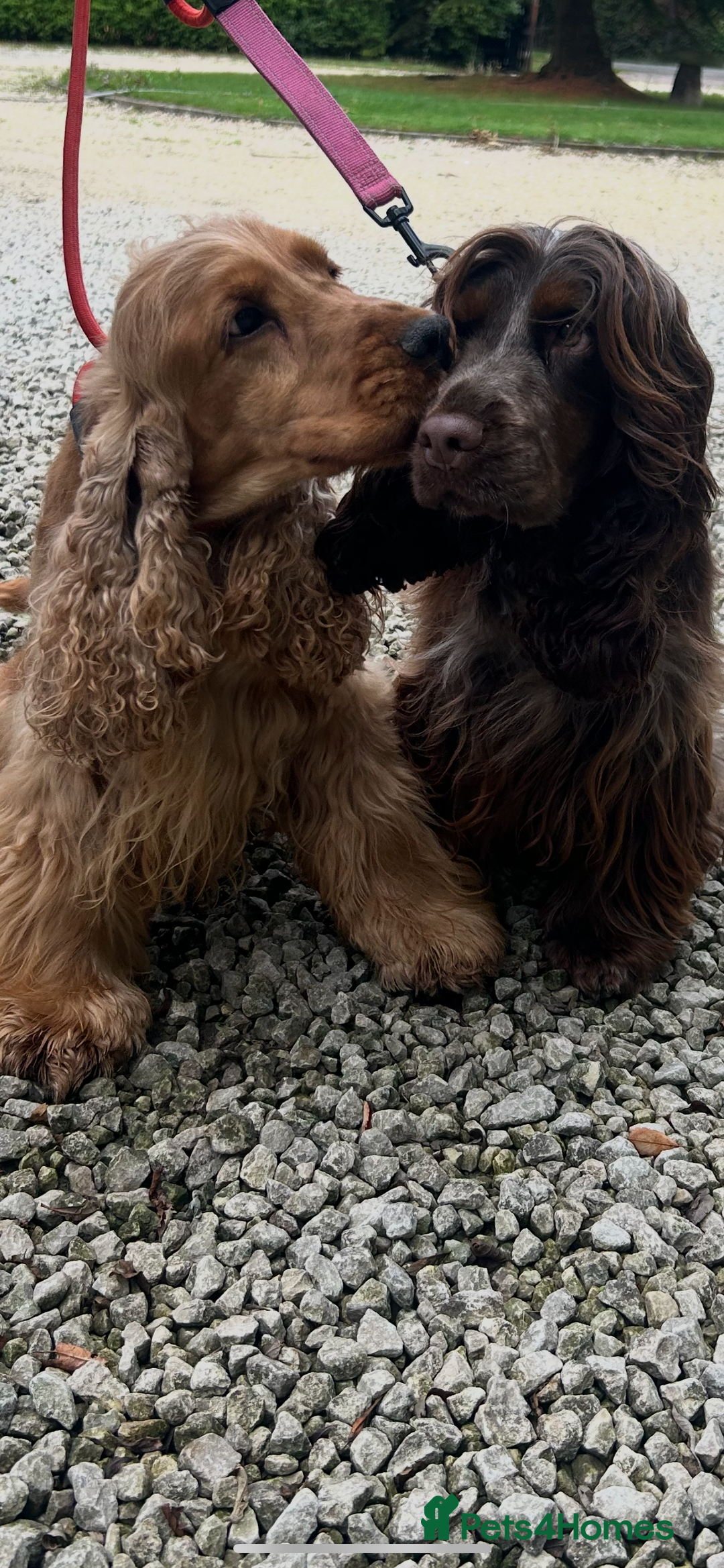 Cocker Spaniel dogs for sale: Litter of show type cocker spaniels  - Image 1