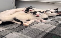 Mixed Breed cats for sale: Kittens available for sale with heterochromia - Image 13
