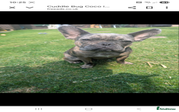 French Bulldog dogs for sale: Cuddle bug Coco - Image 1