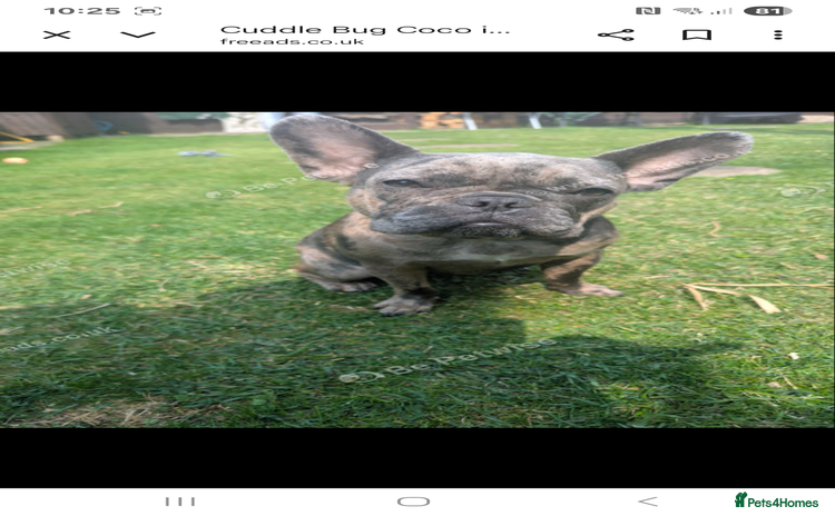French Bulldog dogs - Advert 6