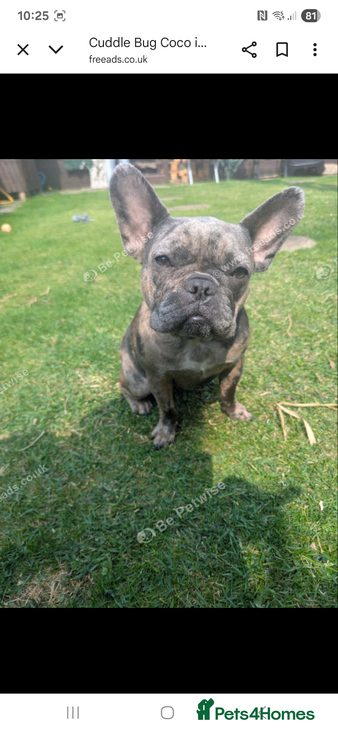 French Bulldog dogs for sale: Cuddle bug Coco - Image 1