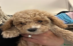 Poochon dogs for sale: Poochon puppies  - Image 2