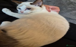 Snowshoe cats for sale: Pedigree Snowshoe kittens ready 8th november  - Image 15