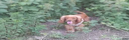 Cocker Spaniel dogs for sale: Adorable golden cocker spaniel - Advert 5