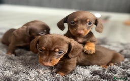 Dachshund dogs for sale: Miniature dachshund  - Image 14