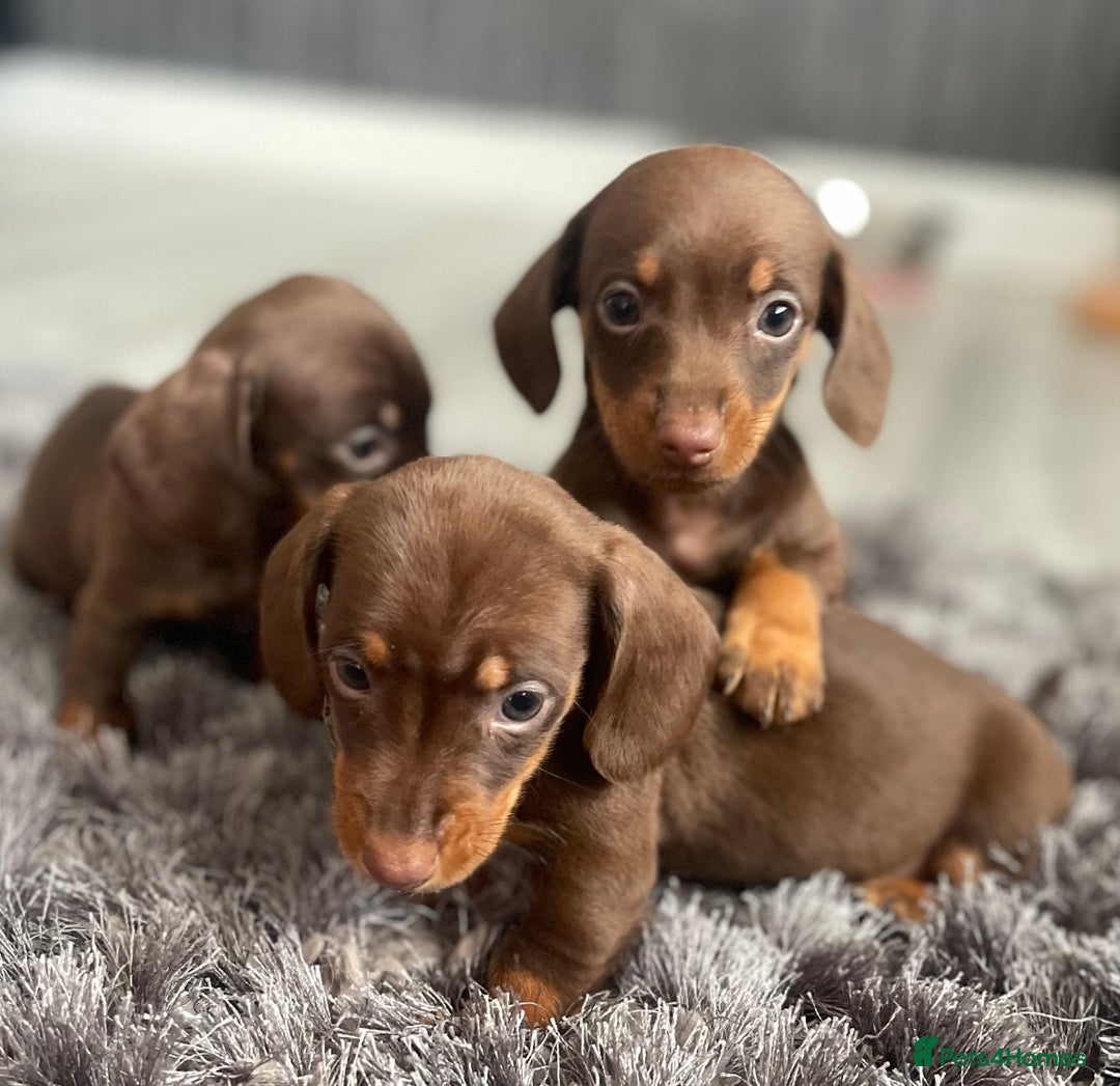 Dachshund dogs for sale: Miniature dachshund  - Image 14