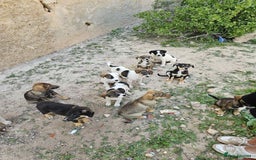 Mixed Breed dogs for sale: Mixed breed - Image 13