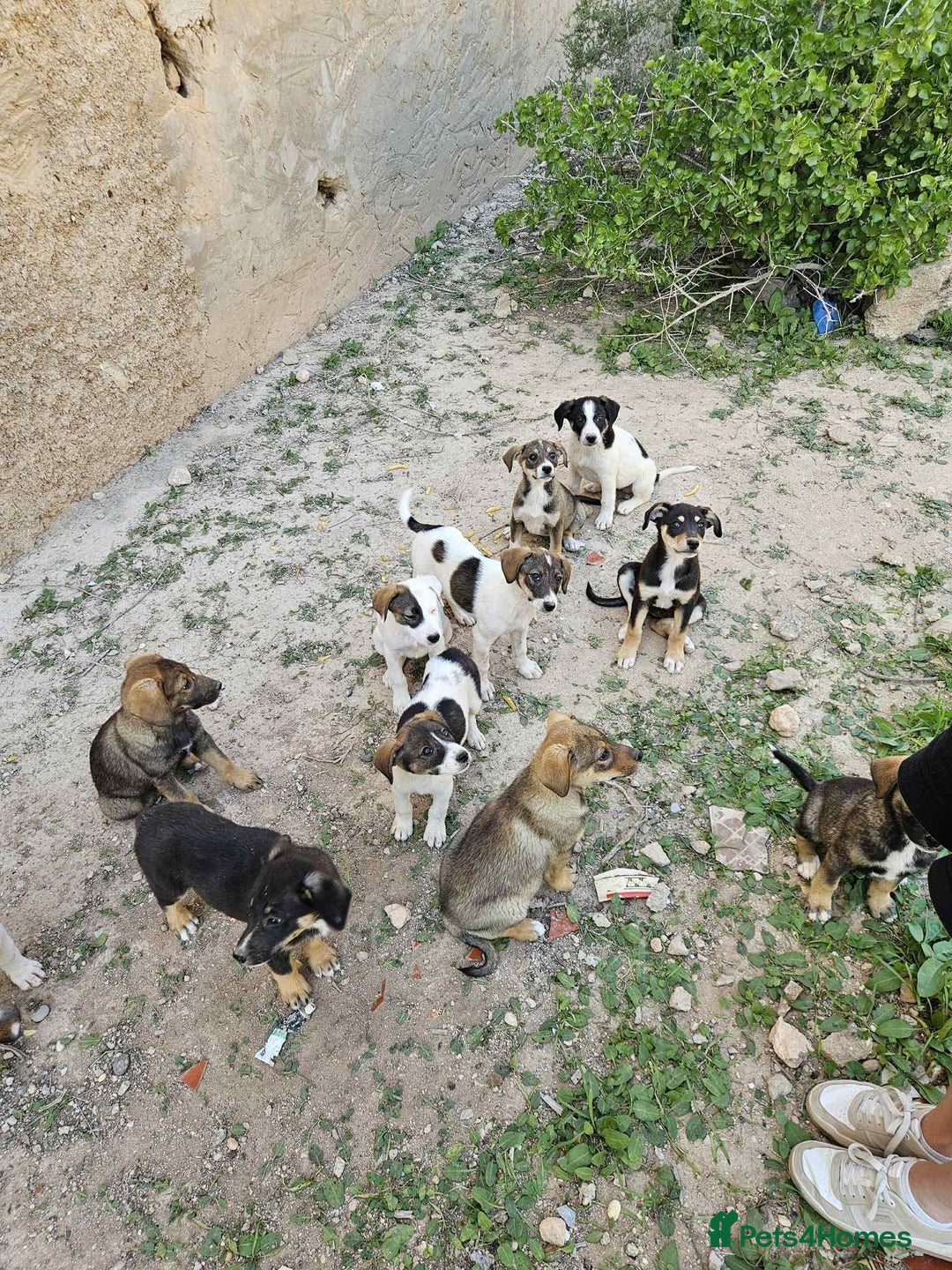 Mixed Breed dogs for sale: Mixed breed - Image 13