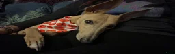 Lurcher dogs for sale: Indie & Murphy’s Love Story – The Next Chapter 🐾 - Advert 7