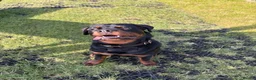 Rottweiler dogs for sale: Pedigree Male Stud Rottweiler Puppy  - Advert 3
