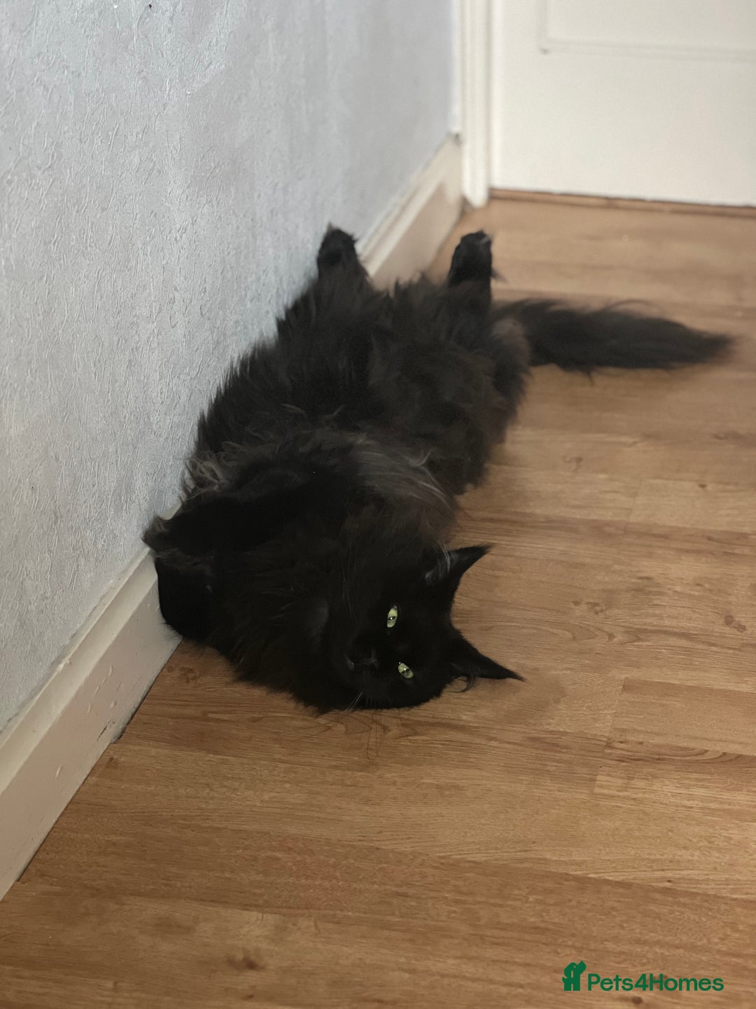 Maine Coon cats for sale: Male maine coon needs home - Advert 13