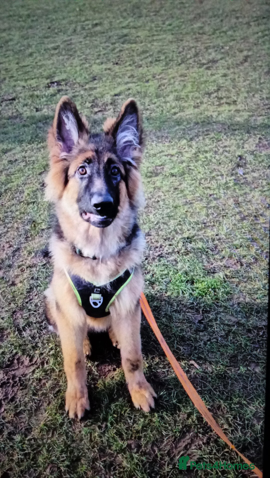 German Shepherd dogs for sale: 🌟 Long Haired German Shepherd Health Tested🌟 - Advert 3