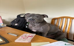 Staffordshire Bull Terrier dogs for stud: Staffordshire Bull Terrier Stud - Image 4