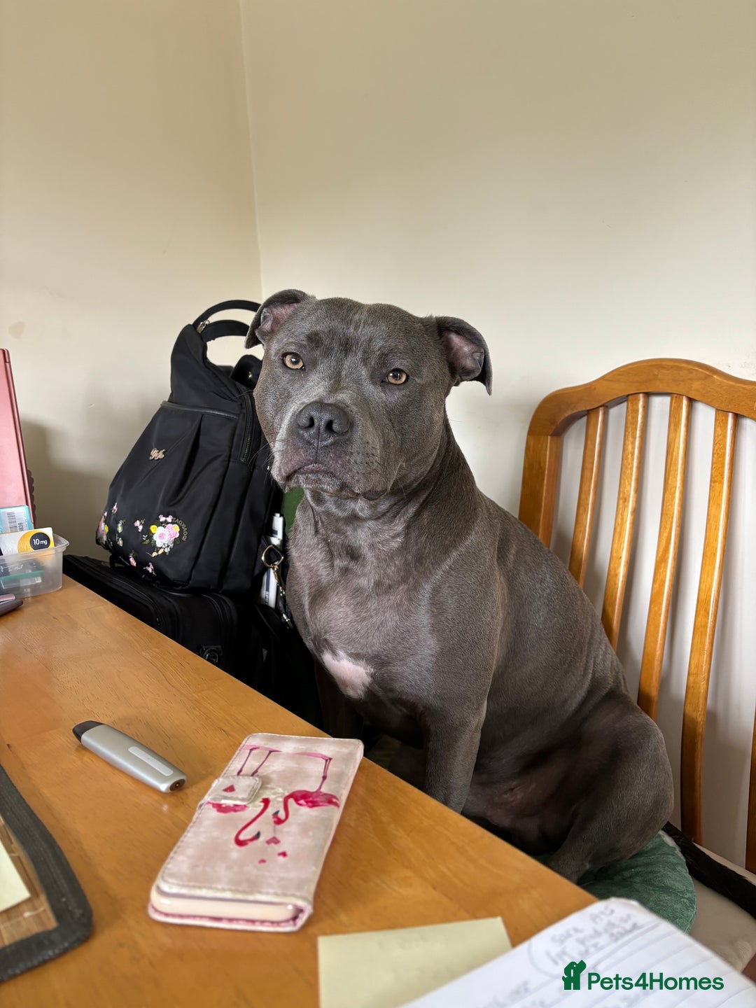 Staffordshire Bull Terrier dogs for stud: Staffordshire Bull Terrier Stud - Image 4