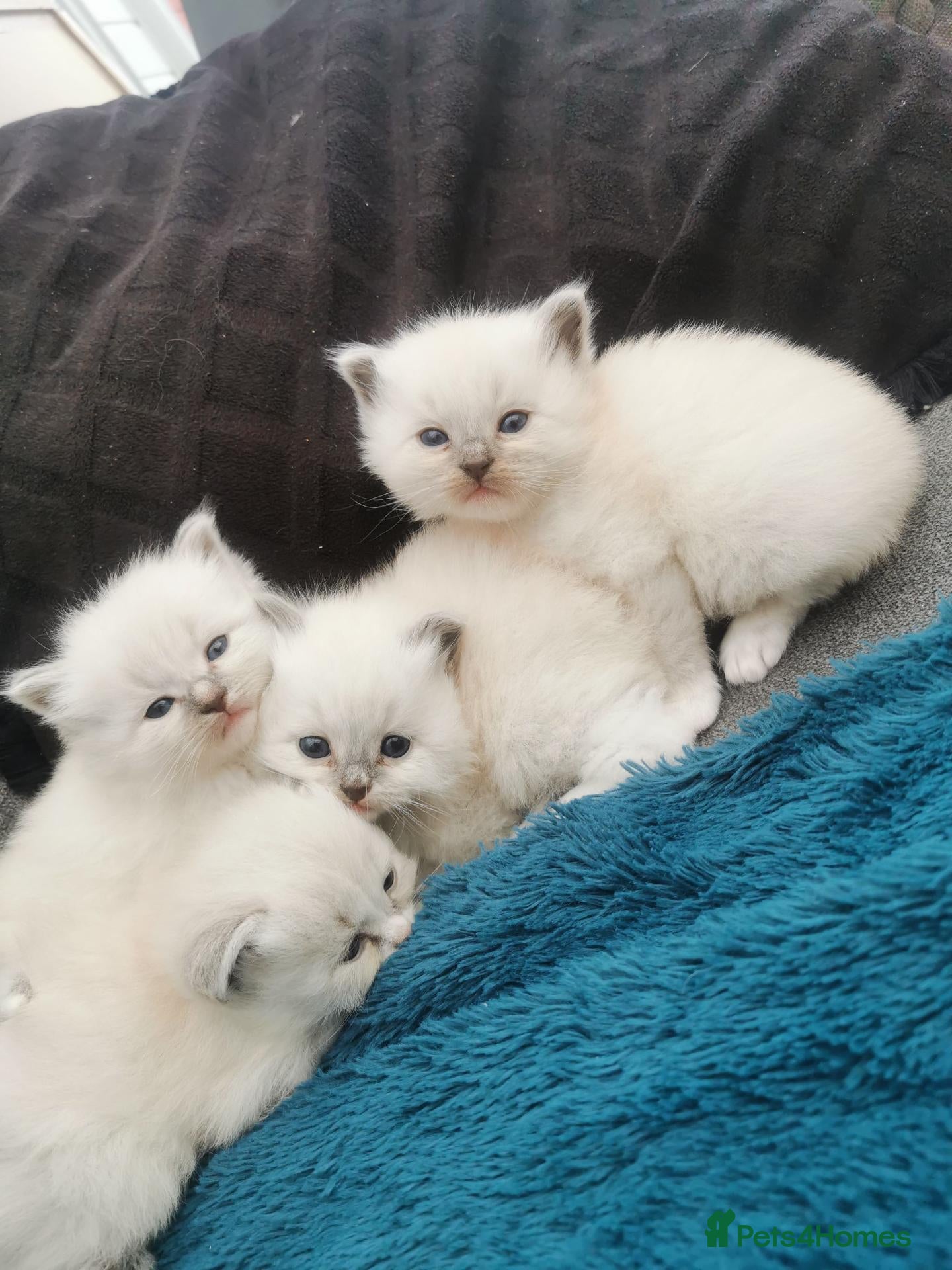 Siberian cats for sale: Registered Siberian Neva Kittens  - Advert 9