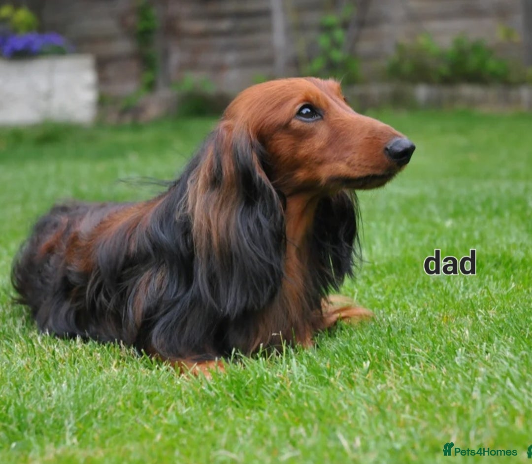 Dachshund dogs for sale: Last one beautiful long-haired dachshunds girl 😍 - Image 21