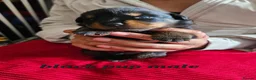 Rottweiler dogs for sale: Pure Pedigree Rottweiler Puppies - Advert 23
