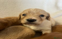 Cockapoo dogs for sale: Stunning cockapoo puppies  - Image 12