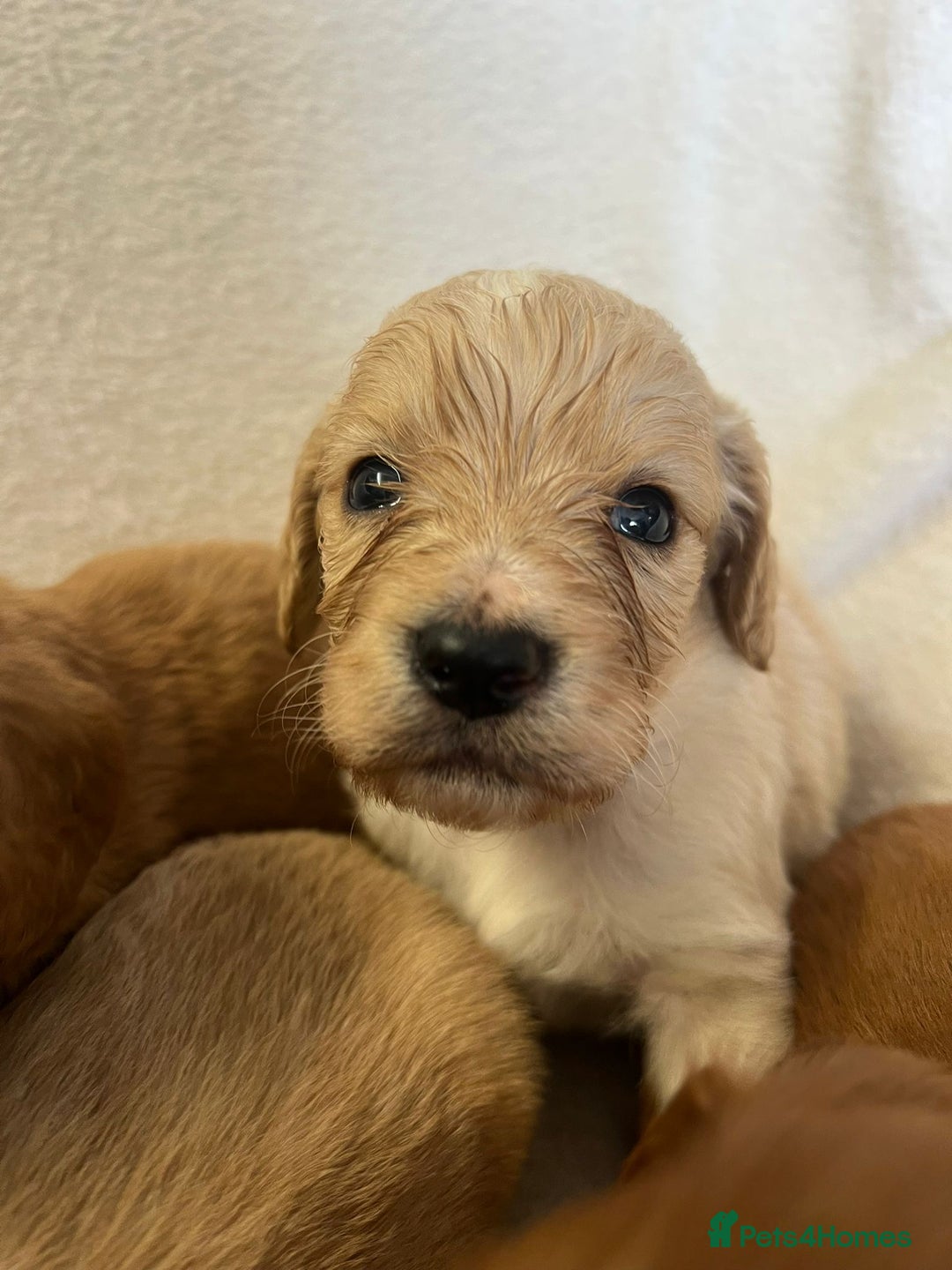 Cockapoo dogs for sale: Stunning cockapoo puppies  - Image 12